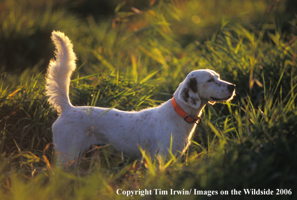 English Setter in field.