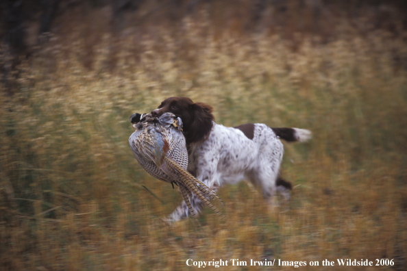 Springer Spaniel retrieves pheasant.