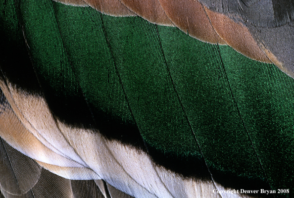 Pintail drake body feathers