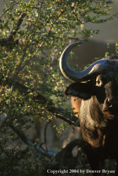 Cape Buffalo in habitat.