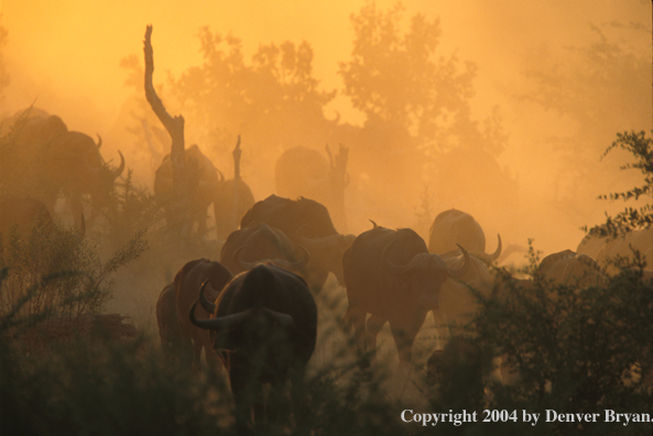 Herd of Cape Buffalo in habitat.