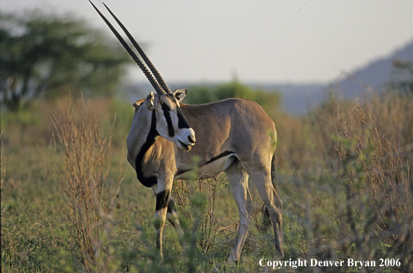 African Oryx
