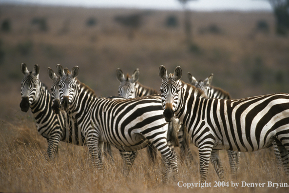 Burchell's zebras in field. Kenya, Africa.