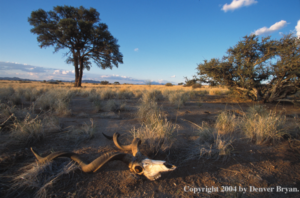 Kudu skull in bush.