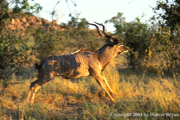 Kudu bull in bush.  Kenya, Africa.