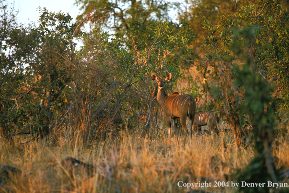 Kudu cow in bush with young.  Kenya, Africa.