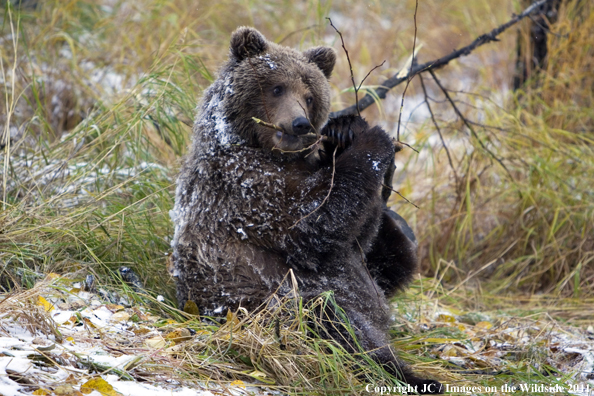 Brown Bear in habitat.