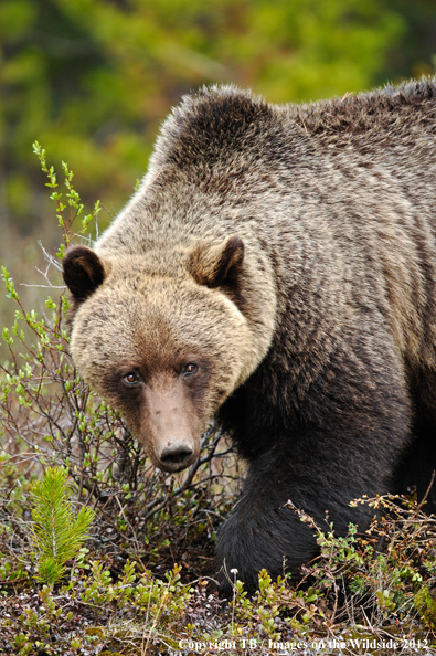 Grizzly Bear in habitat.