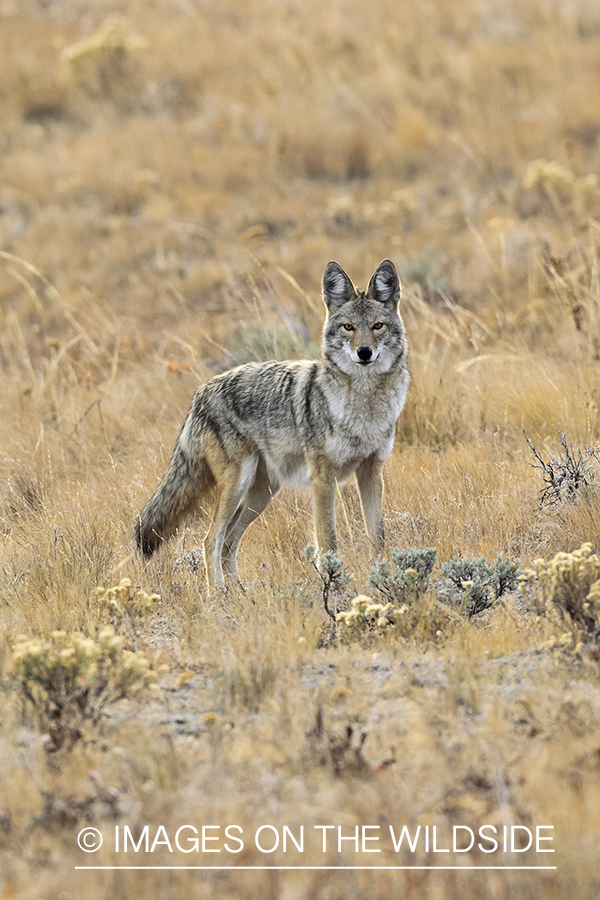 Coyote in habitat.