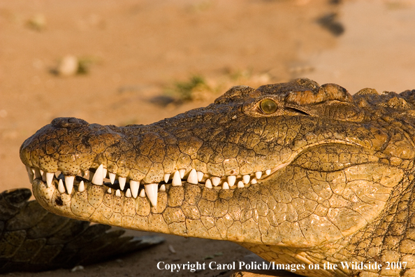 Crocodile in habitat