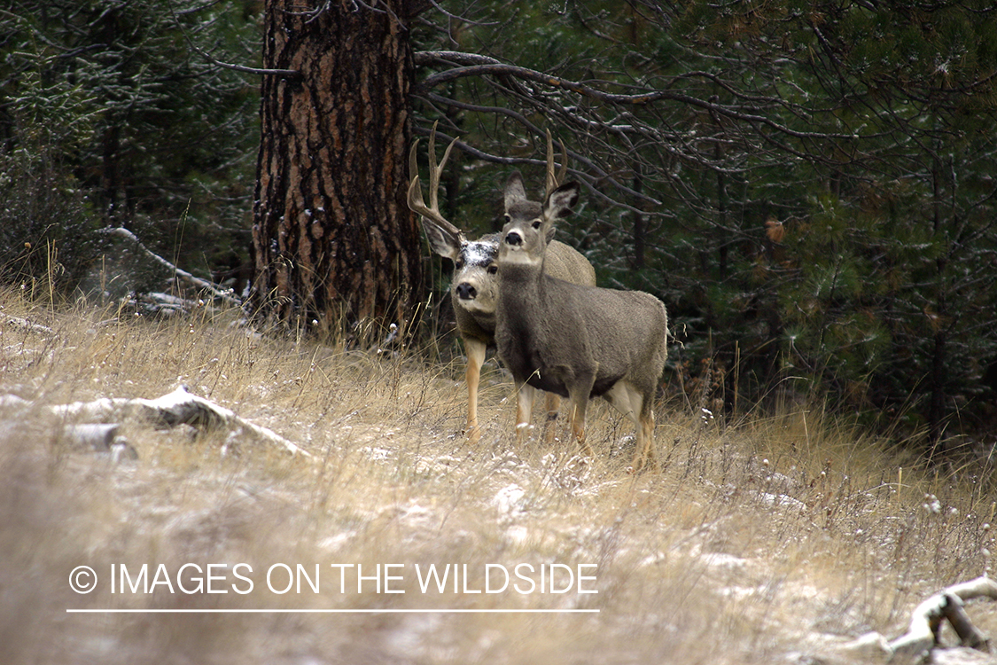 Mule deer in habitat