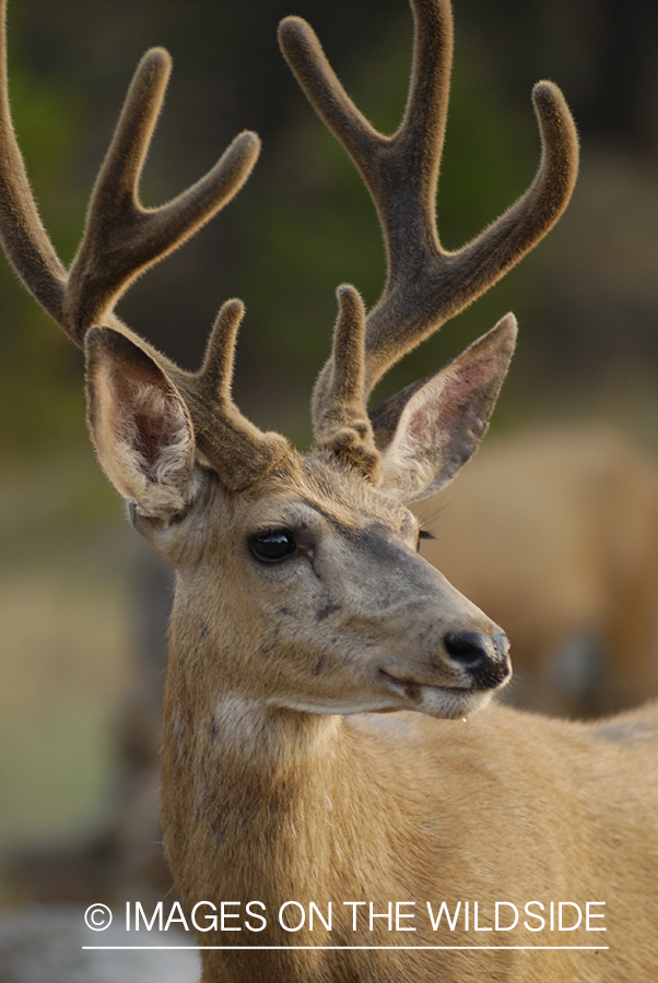 Mule deer in velvet