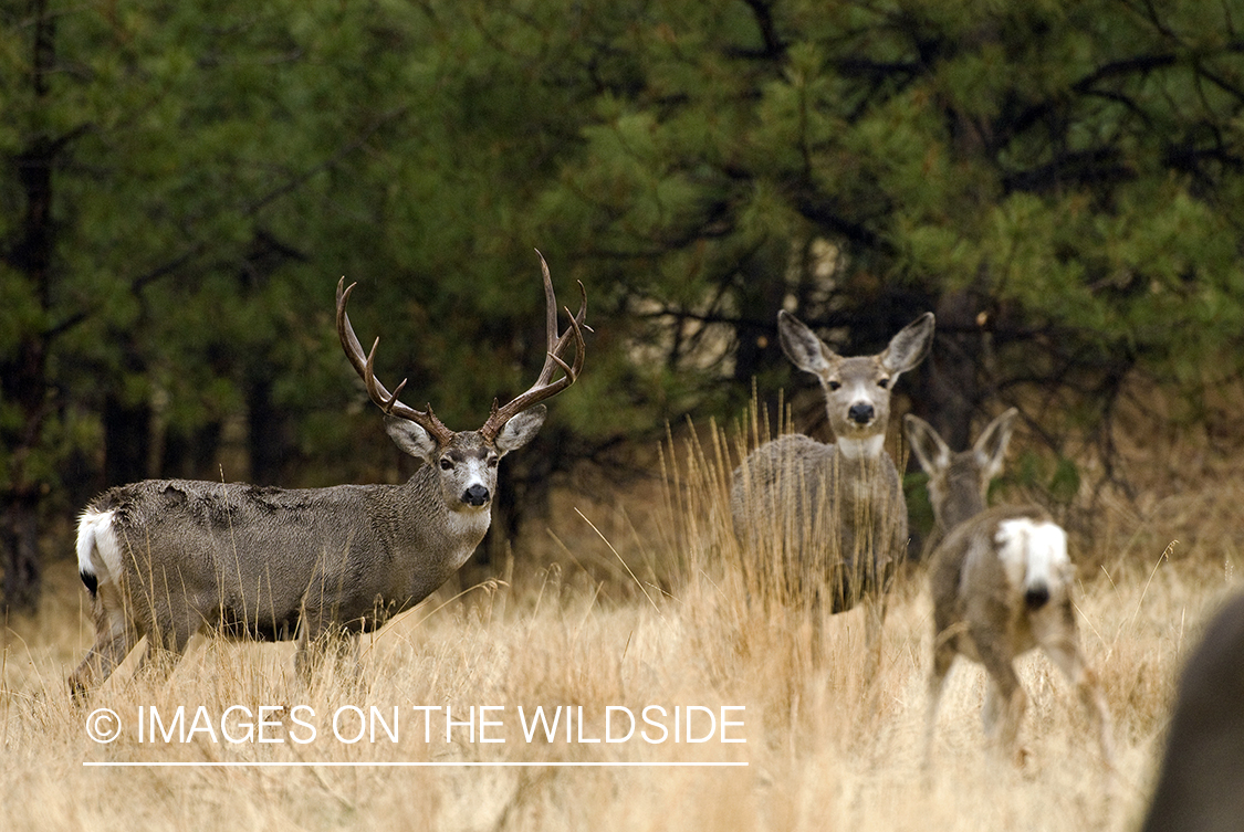 Mule deer 