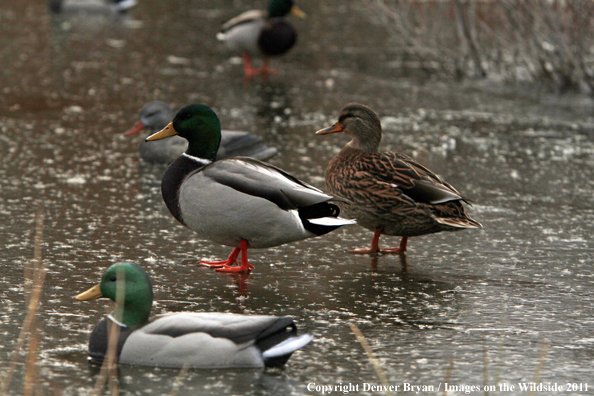 Mallard ducks on ice with decoys. 