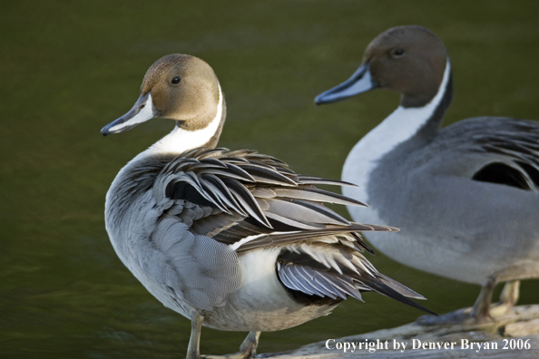Pintail ducks.