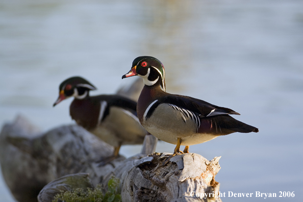 Wood duck drakes.