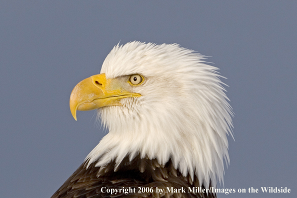 Bald Eagle in habitat.
