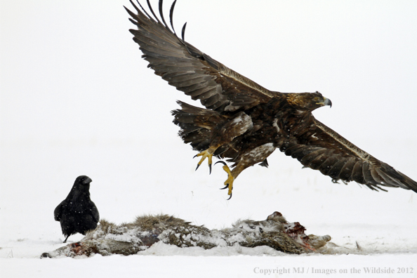 Golden eagle and raven with carcass. 