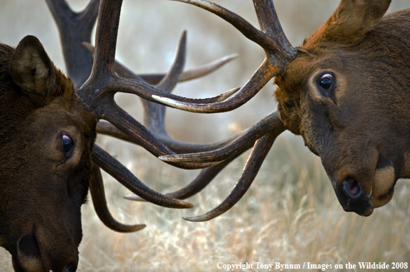 Rocky Mountain Bull Elk