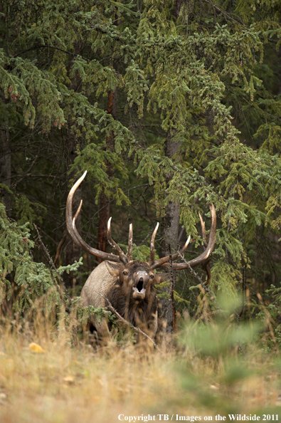 Rocky Mountain bull elk bugling. 