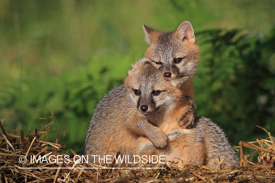 Gray fox pups in habitat.