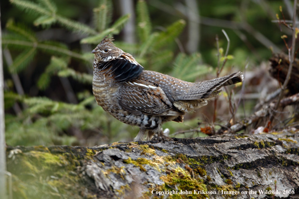 Ruffed Grouse 