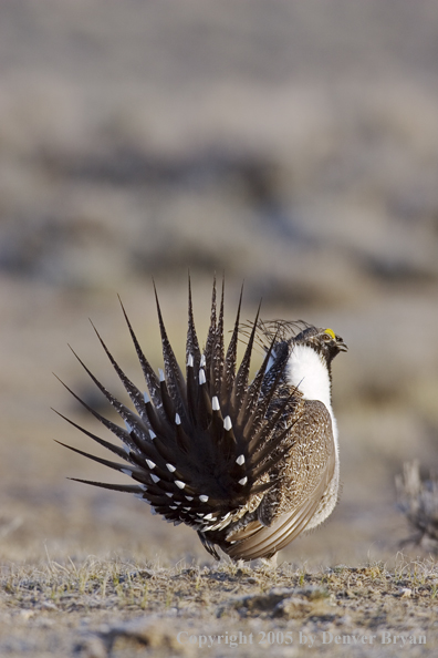 Sage grouse displaying on booming ground.