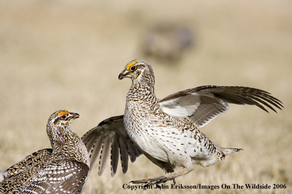 Sharp-tailed grouse fighting in habitat.