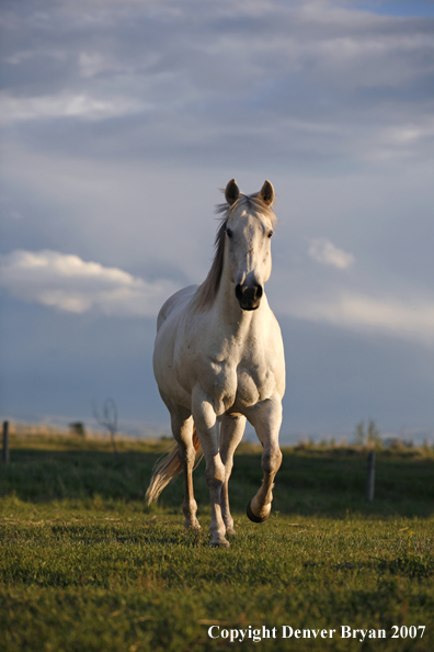 Quarter horse in field
