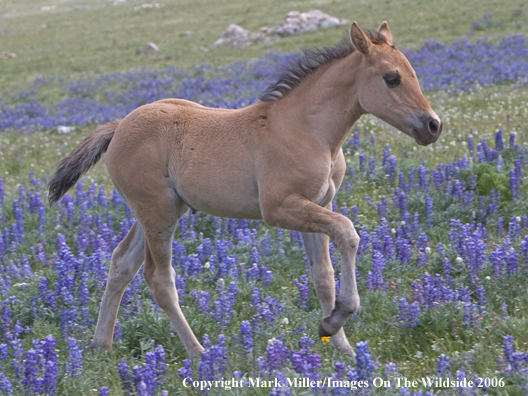 Wild horse in habitat.