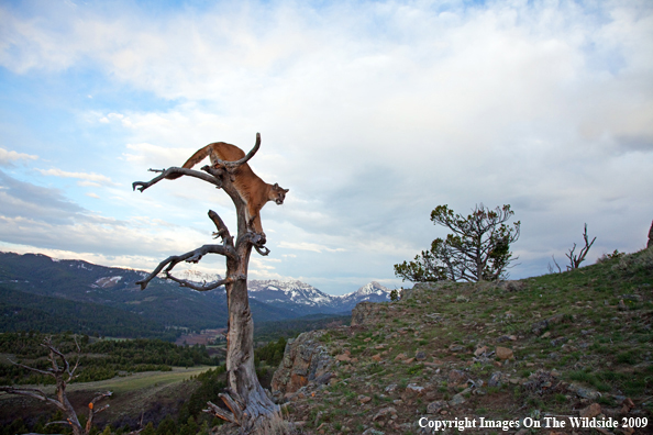 Mountain Lion in habitat