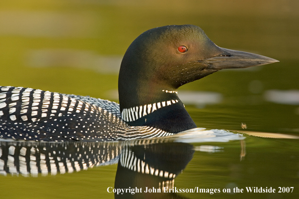 Loon in habitat