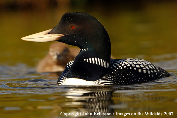 Yellow-billed Loon in habitat