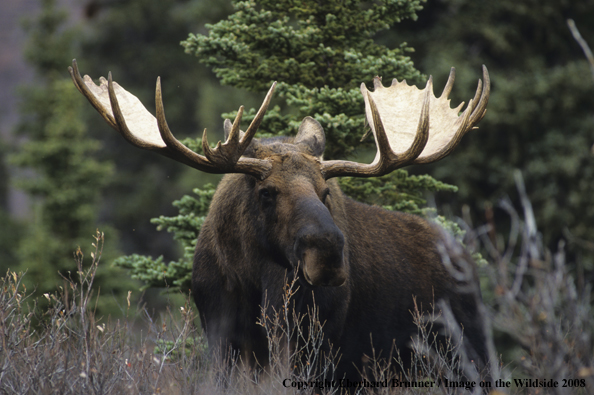 Moose in habitat
