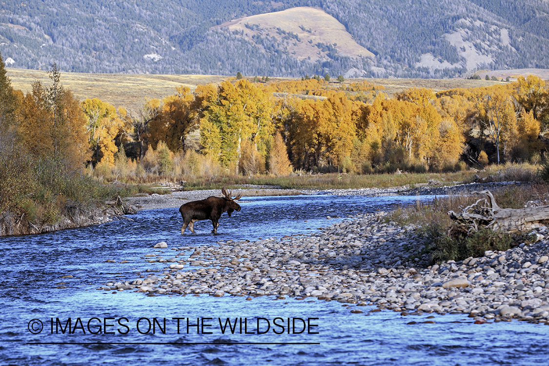 Shiras bull moose in habitat.