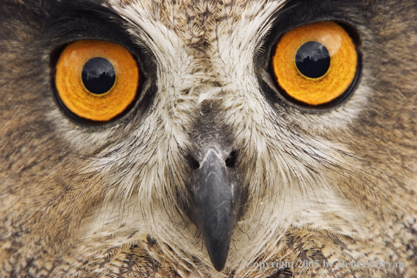 Eurasian eagle owl.