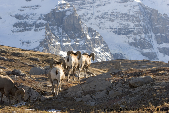 Herd of Rocky Mountain bighorn sheep (rams).