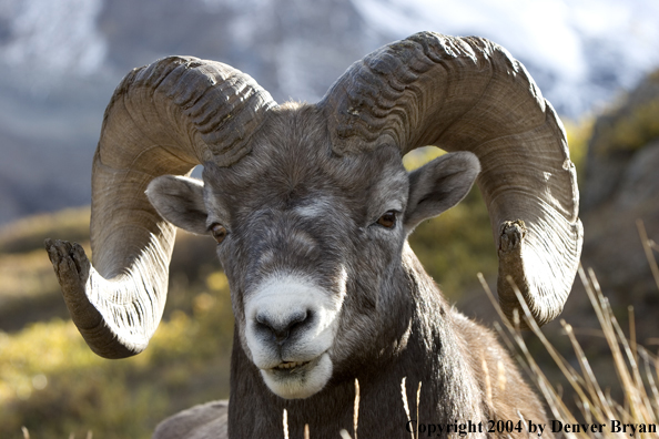 Rocky Mountain bighorn sheep (ram).