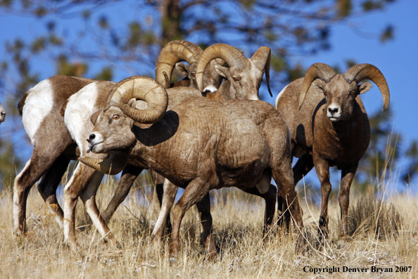 Rocky Mountain Big Horn Sheep