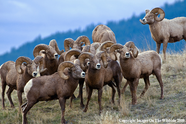 Rocky Mountain Bighorn Sheep