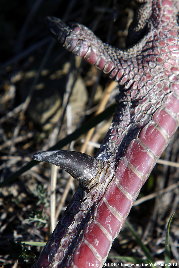 Merriam Turkey spur.