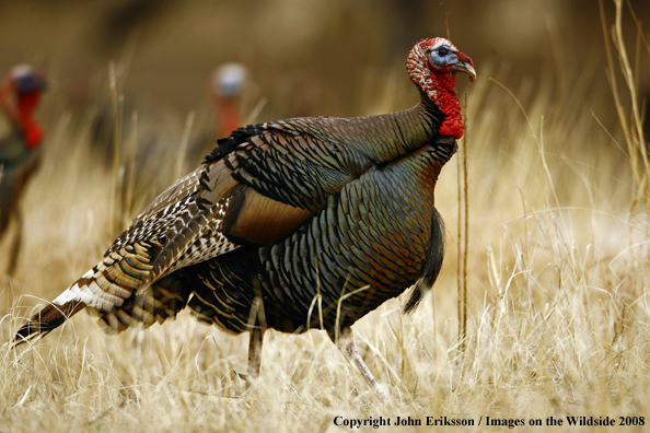 Rio Grande Turkey in habitat