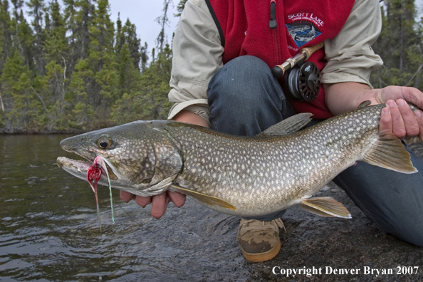 Flyfisherman with lake trout (close-up of trout).