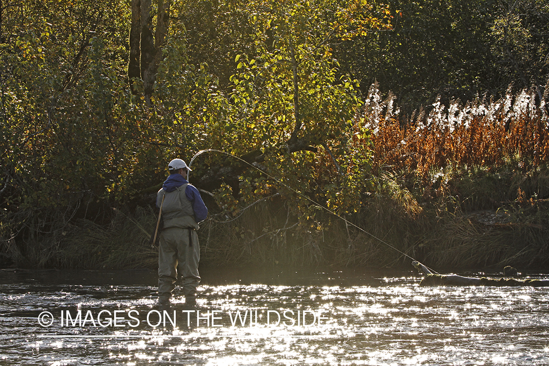 Flyfisherman with fish on line. 
