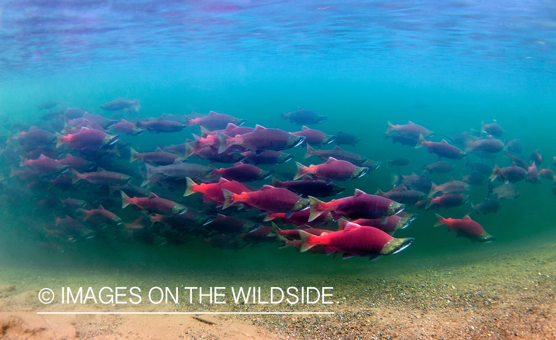 Alaskan Sockeye Salmon (Iliamna, Alaska)