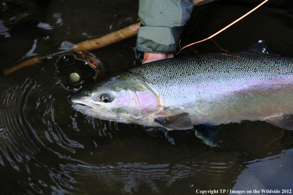 Steelhead trout. 
