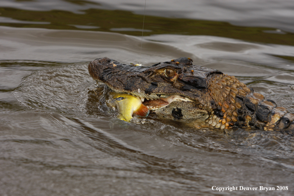 Flyfisherman catching caiman with peacock bass bait