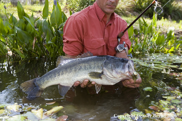 Fisherman with Largemouth Bass.  