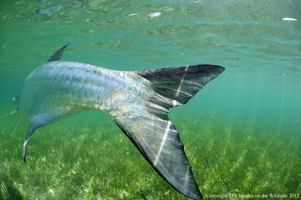 Tarpon in water. 