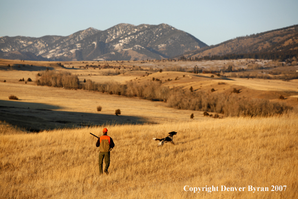 Upland game hunter in field.